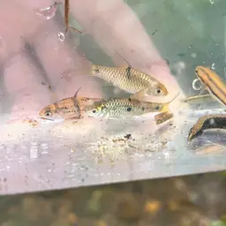 Saddle Barb, photo 7