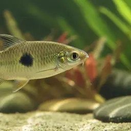 Saddle Barb, photo 8