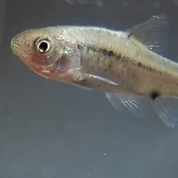 Spotted Barb