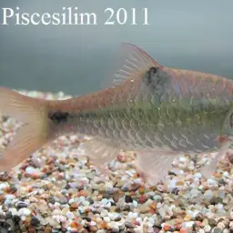 Spotted Barb, photo 2