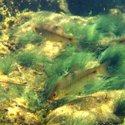 Spotted Barb, photo 3