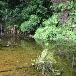 Spotted Barb, photo 4