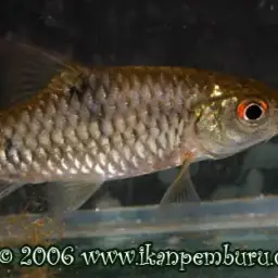 Spotted Barb, photo 5
