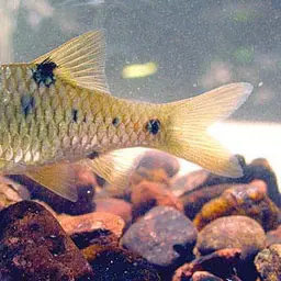 Spotted Barb, photo 6