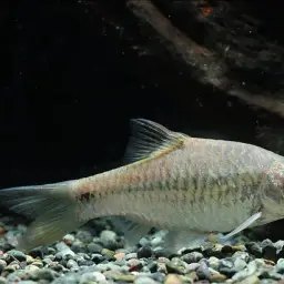 Spotted Barb, photo 7