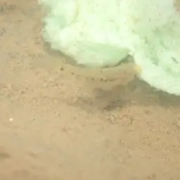 Spotted Barb, photo 8