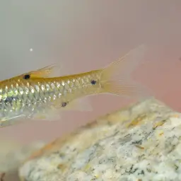 Spotted Barb, photo 10