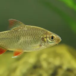 Spotted Barb, photo 11