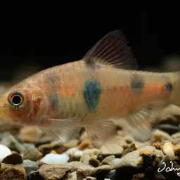 Clown Barb, photo 1