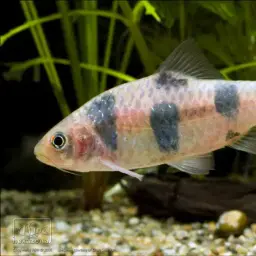 Clown Barb, photo 2