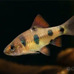 Clown Barb, photo 3