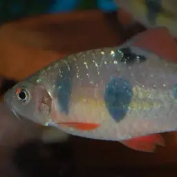 Clown Barb, photo 4