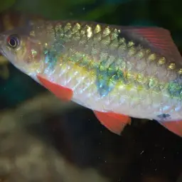 Clown Barb, photo 5