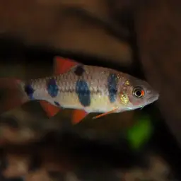 Clown Barb, photo 6
