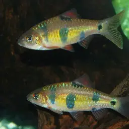 Clown Barb, photo 7