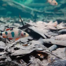 Clown Barb, photo 8
