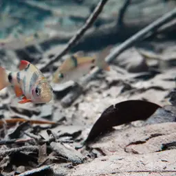 Clown Barb, photo 9