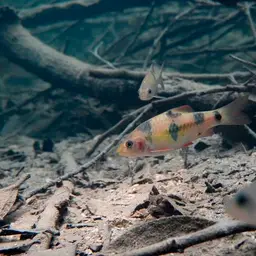 Clown Barb, photo 10