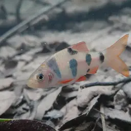 Clown Barb, photo 11