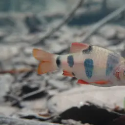 Clown Barb, photo 12