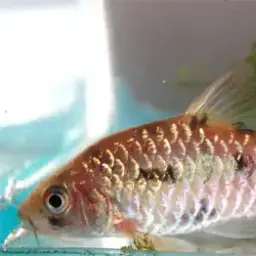 Clown Barb, photo 1