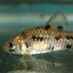 Clown Barb, photo 3