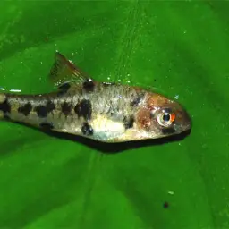 Clown Barb, photo 4