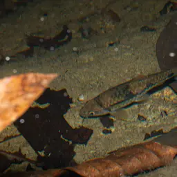 Clown Barb, photo 11