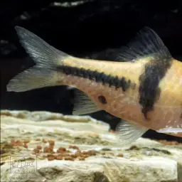 T-Barb