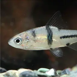 T-Barb, photo 4
