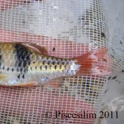 T-Barb, photo 7