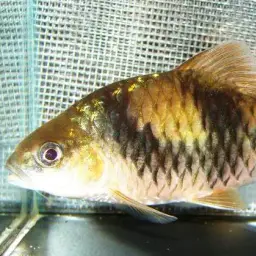 T-Barb, photo 8