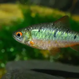 Gold Barb