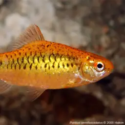 Gold Barb, photo 2