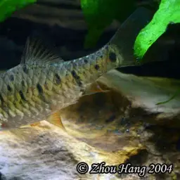Gold Barb, photo 3