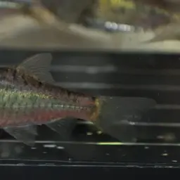 Gold Barb, photo 4