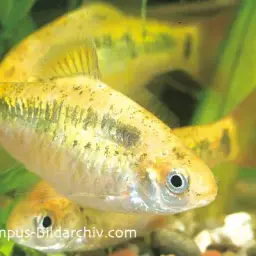 Gold Barb, photo 5