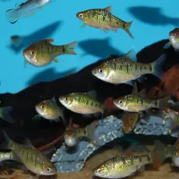 Gold Barb, photo 6