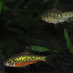 Gold Barb, photo 7