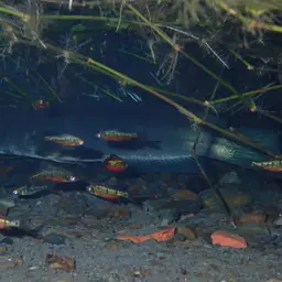 Gold Barb, photo 9