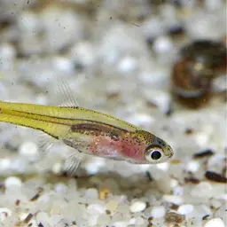 Dwarf Amber Barb, photo 1
