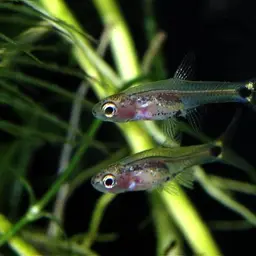 Dwarf Amber Barb, photo 2