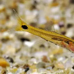 Dwarf Amber Barb, photo 3