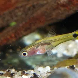 Dwarf Amber Barb, photo 4