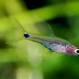 Dwarf Amber Barb, photo 5
