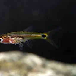 Dwarf Amber Barb, photo 6