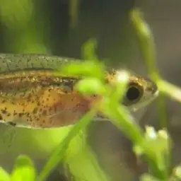 Dwarf Amber Barb, photo 7