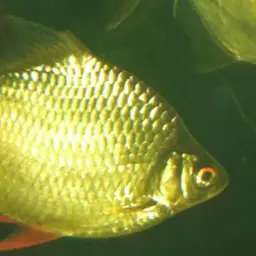 Red-tail Tinfoil Barb, photo 1