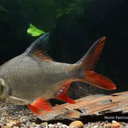 Red-tail Tinfoil Barb, photo 2