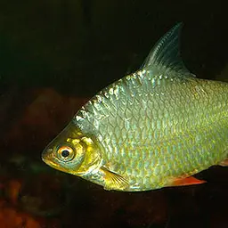 Red-tail Tinfoil Barb, photo 3